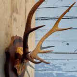 Deer massacre trophy
