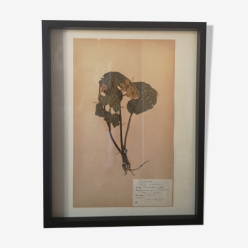 Old Swedish herbarium board framed