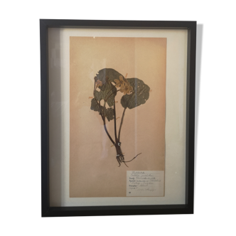 Old Swedish herbarium board framed