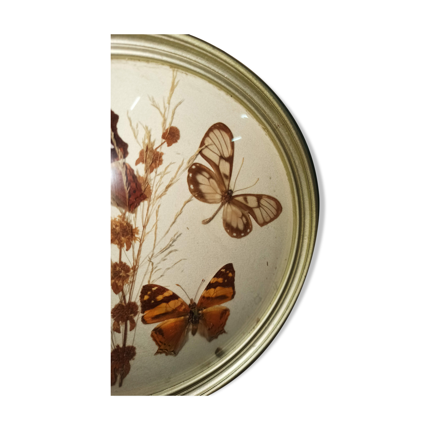 3 butterflies taxidermy glass witch