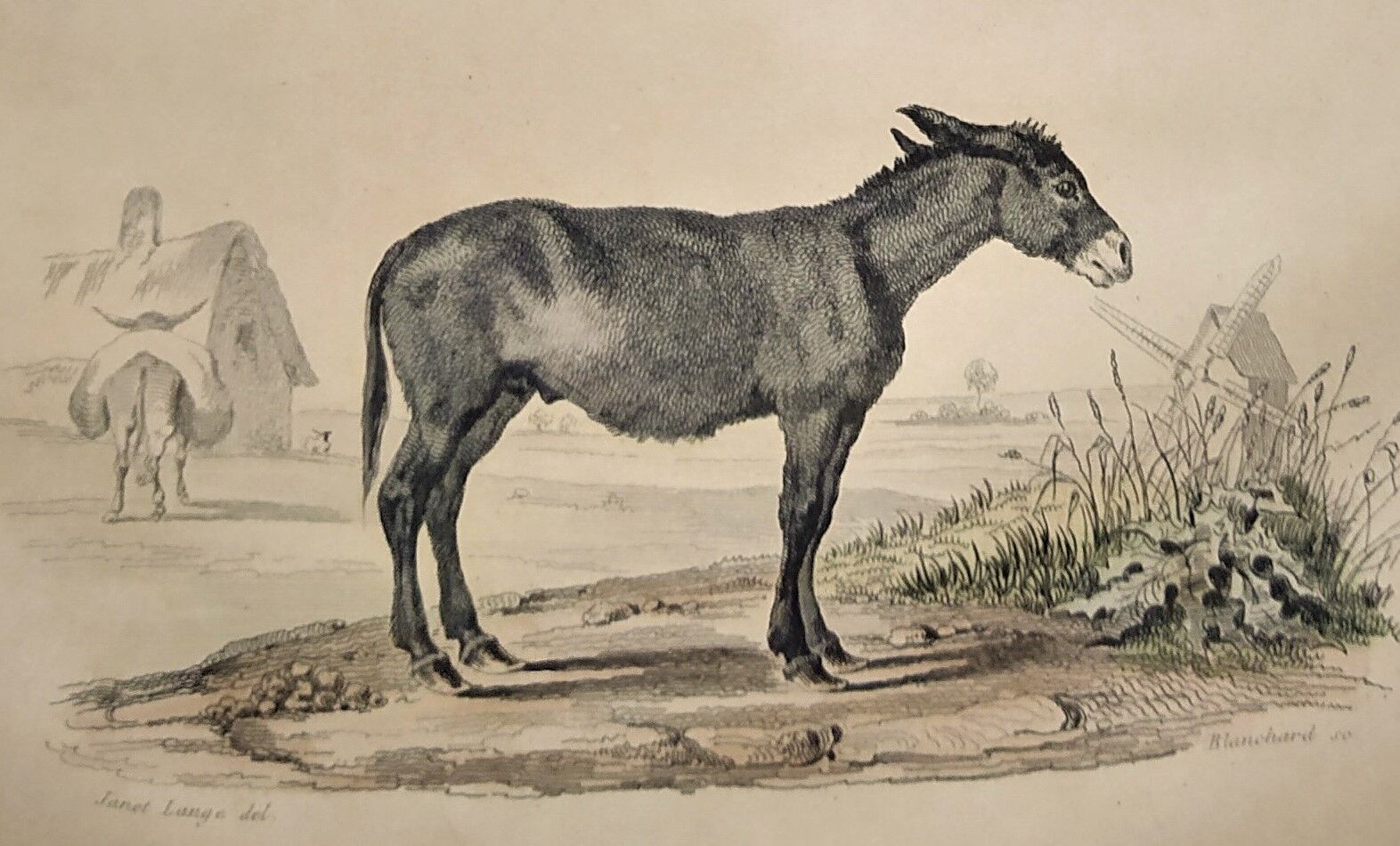 Original zoological frame engraving of 1839 " tait's horse,.... "