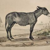 Original zoological frame engraving of 1839 " tait's horse,.... "