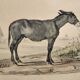 Original zoological frame engraving of 1839 " tait's horse,.... "