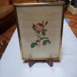 Dreaded botanical plank