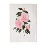 Camellia engraving by Paul Jones
