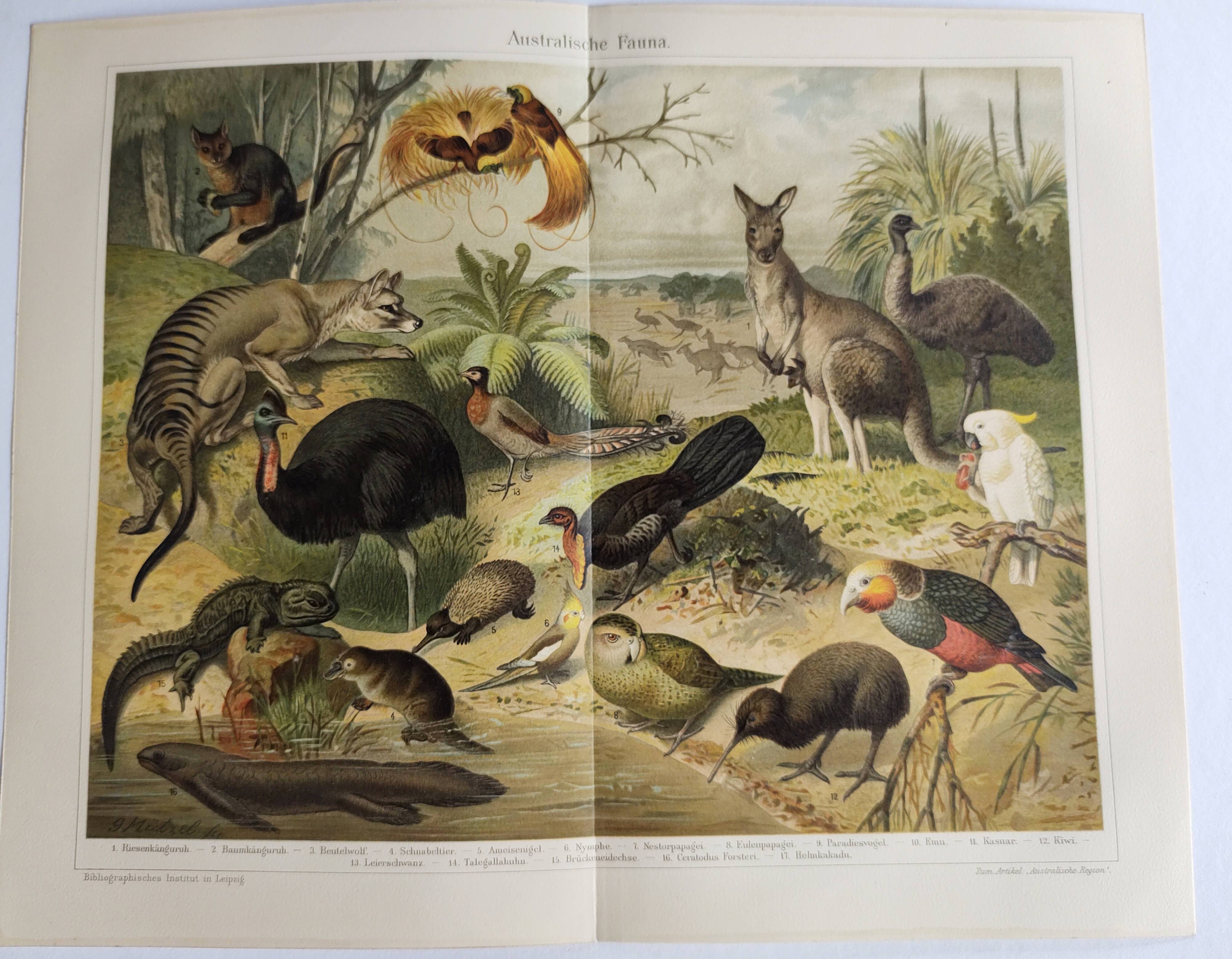 Antique plate 1909 - Fauna and animals of Australia, Vintage lithograph
