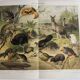 Antique plate 1909 - Fauna and animals of Australia, Vintage lithograph