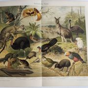 Antique plate 1909 - Fauna and animals of Australia, Vintage lithograph