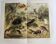 Antique plate 1909 - Fauna and animals of Australia, Vintage lithograph