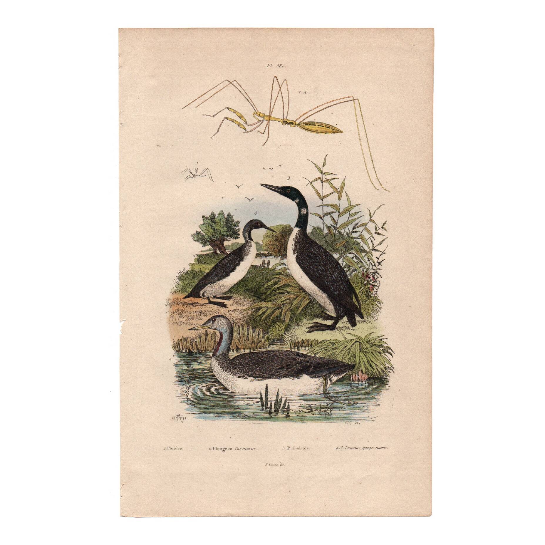 Old engraving from 1839 - Aquatic birds - zoological plate nature