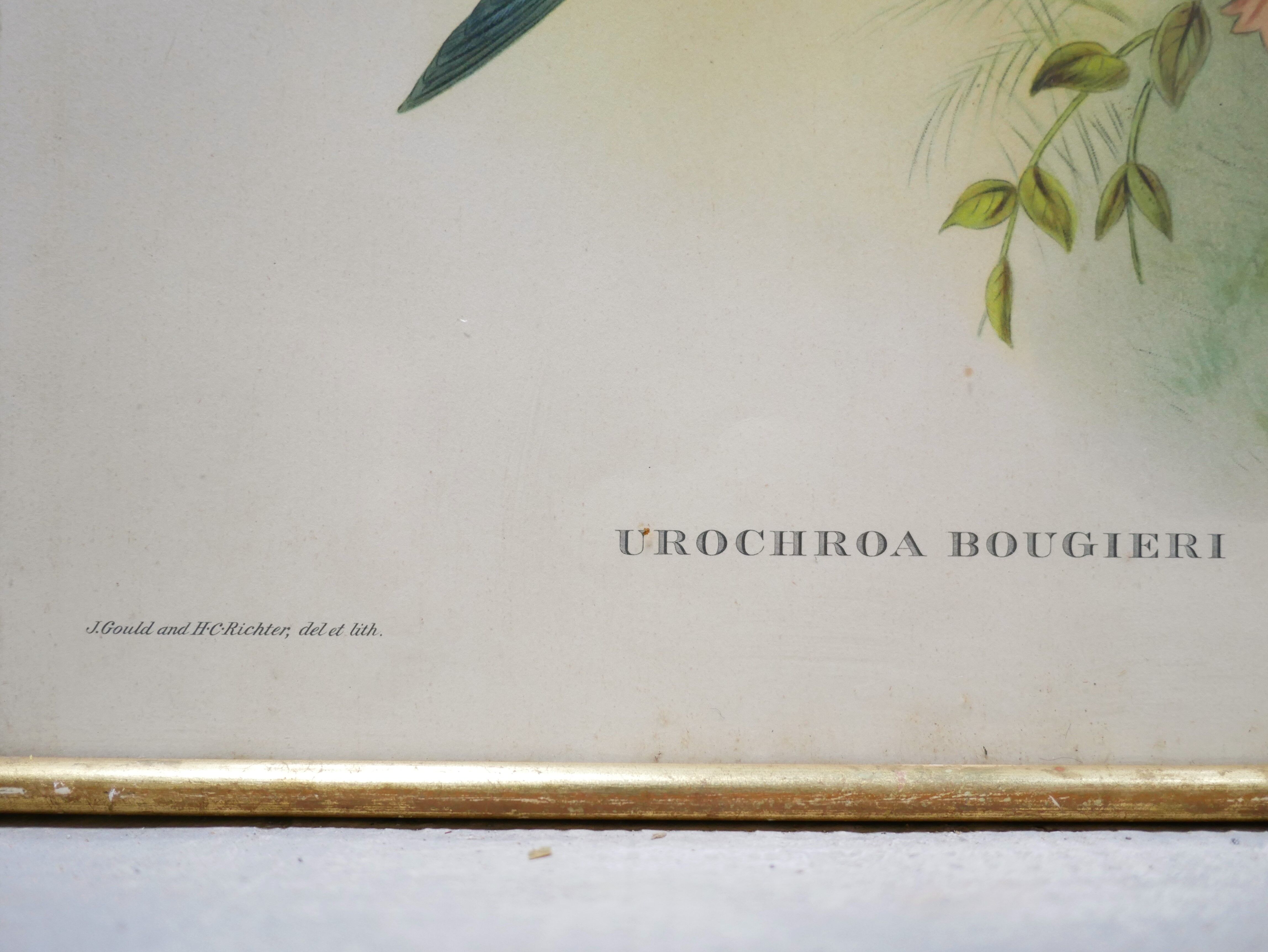 Vintage bird lithograph by J. Gould and H-C Richter