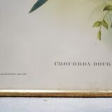 Vintage bird lithograph by J. Gould and H-C Richter