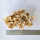 Ancient coral