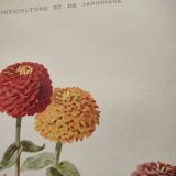 Botanical print from 1897 - Elegant Zinnia - vintage lithograph by Godard