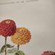 Botanical print from 1897 - Elegant Zinnia - vintage lithograph by Godard