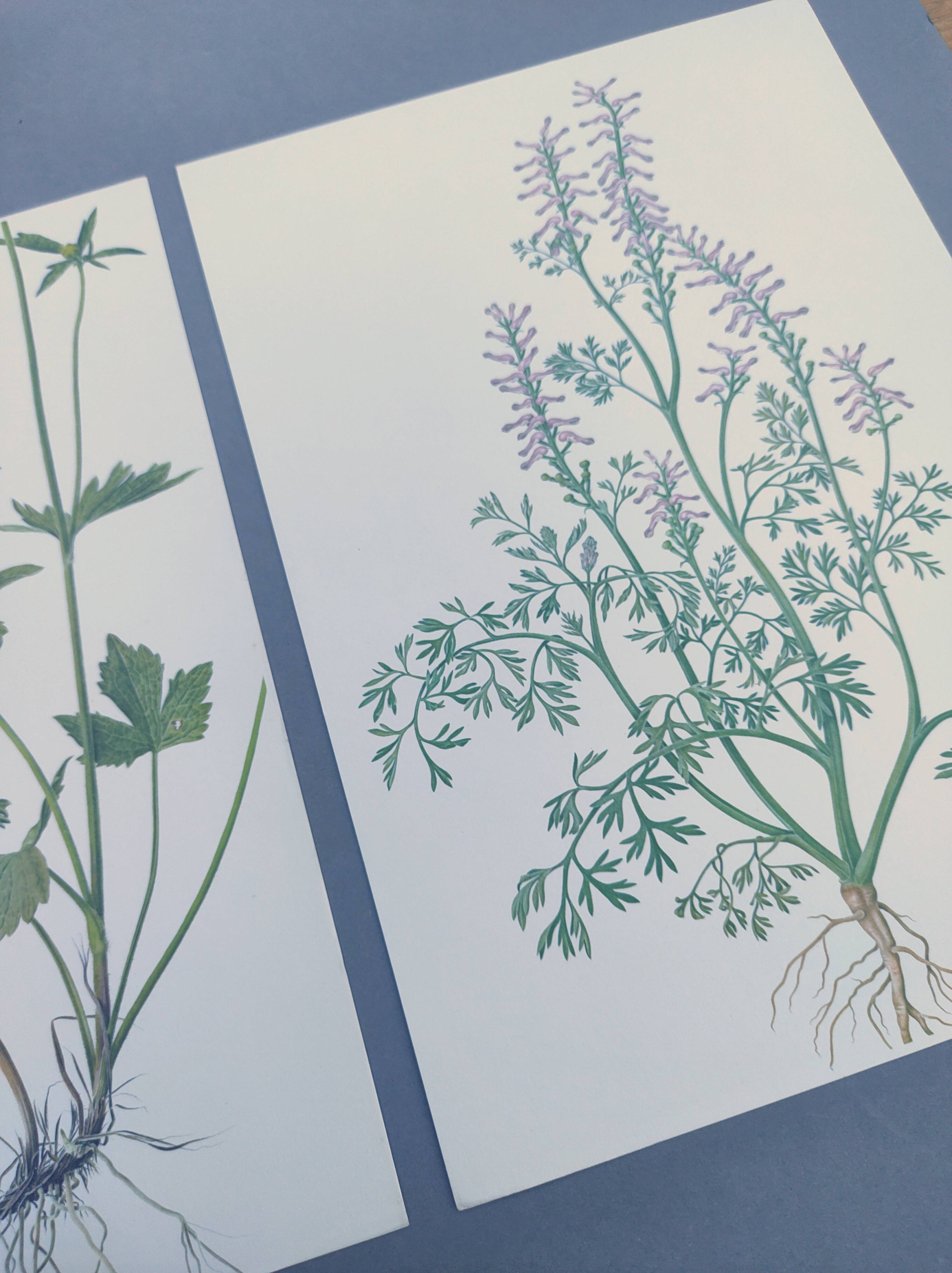 Lot of 3 vintage botanical plates from 1978 - including Githagorés - Illustration of wild flowers