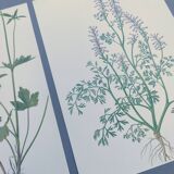 Lot of 3 vintage botanical plates from 1978 - including Githagorés - Illustration of wild flowers