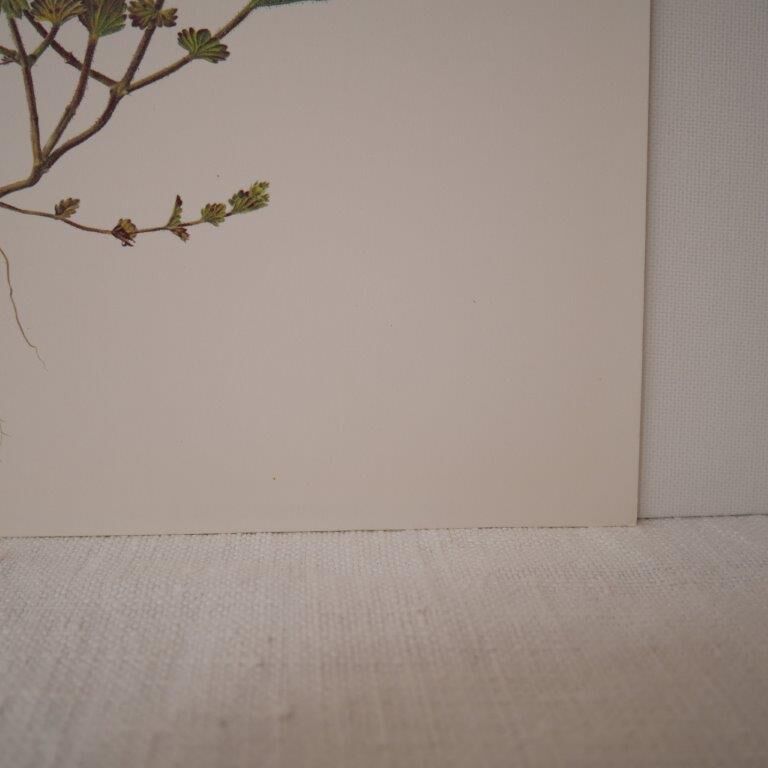 Botanical board, Glasses or ophthalmic grass