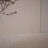 Botanical board, Glasses or ophthalmic grass
