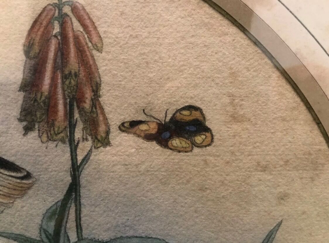 Painting old bird Ornithology nineteenth 1862