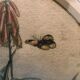 Painting old bird Ornithology nineteenth 1862