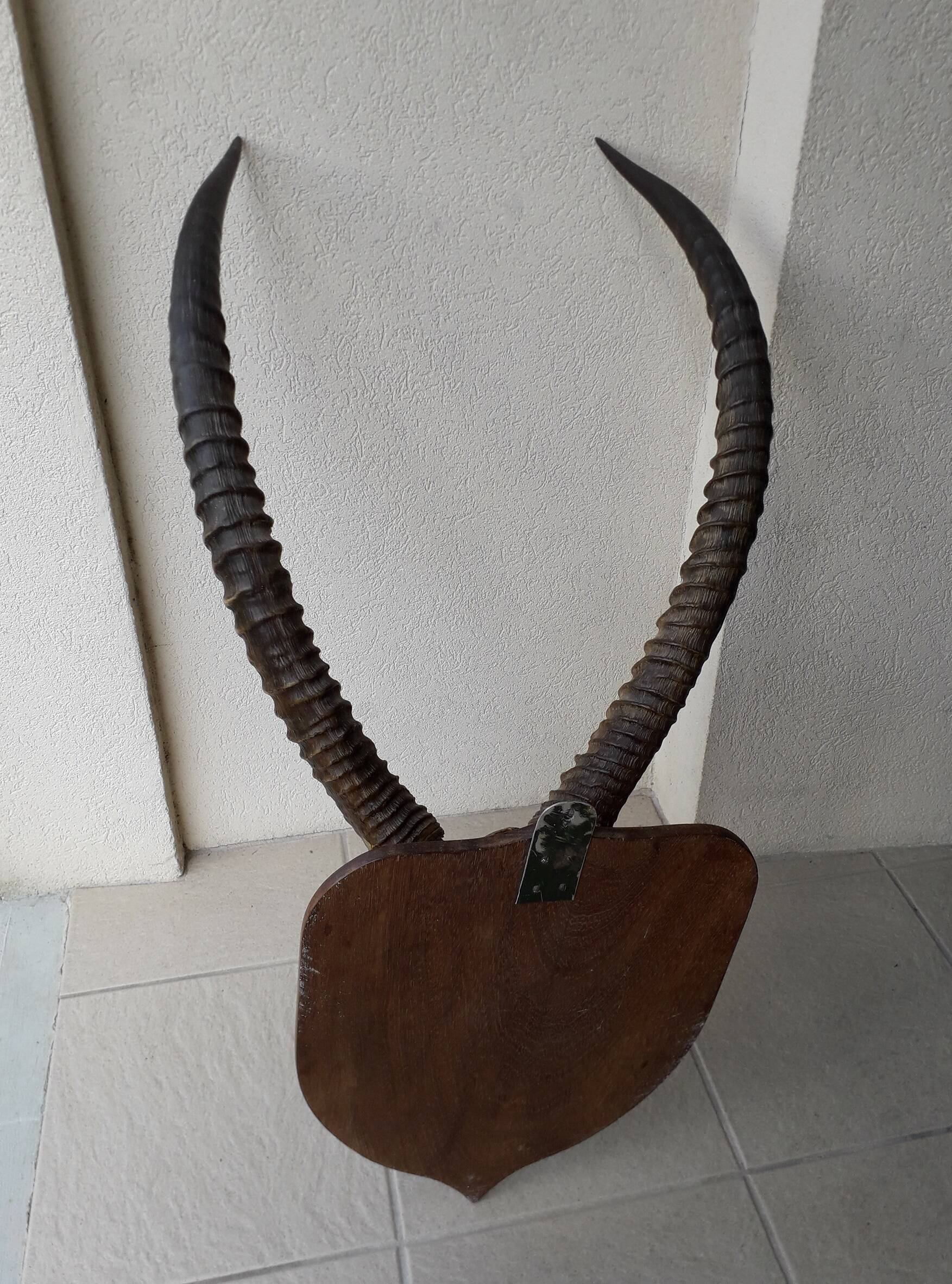 Trophée cornes d'Afrique