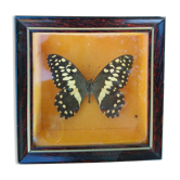 Papillon années 60