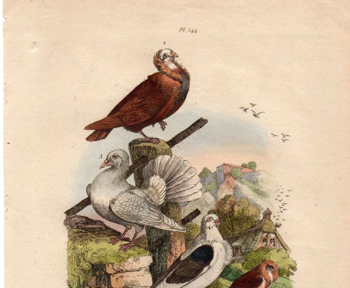 Old engraving from 1839 - Pigeons by A. Fries - Vintage plate