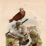 Old engraving from 1839 - Pigeons by A. Fries - Vintage plate