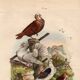 Old engraving from 1839 - Pigeons by A. Fries - Vintage plate