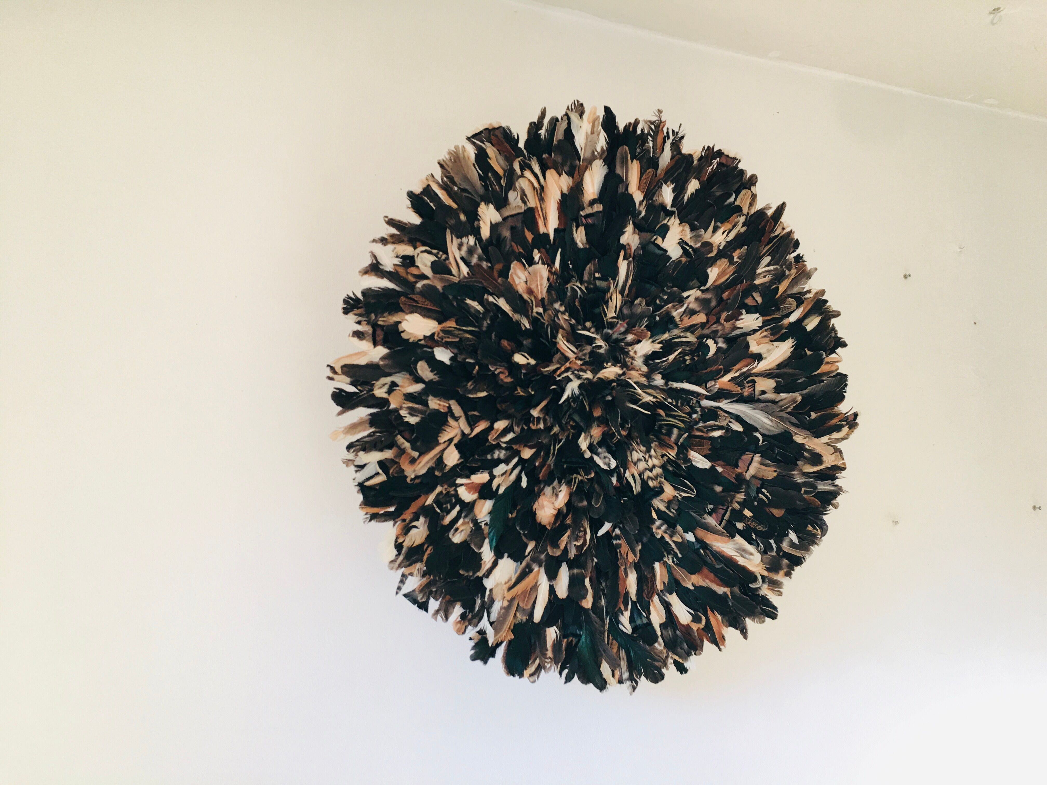 Speckled black jujuhat 80 cm