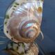 Vintage shell night light lamp from the 1960s