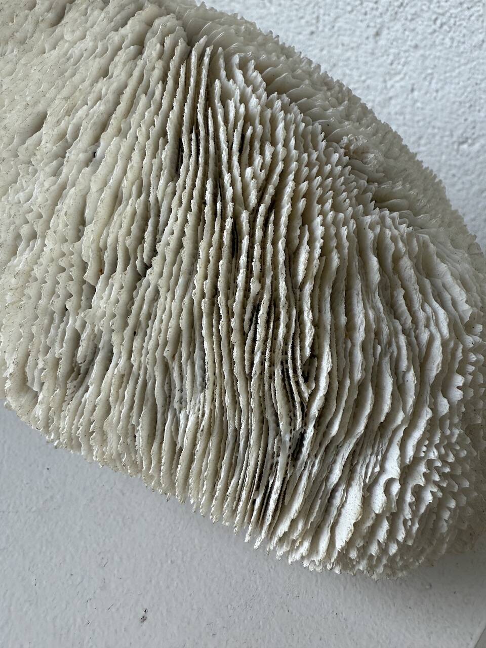 Pair of Fungia "shark cushion" corals