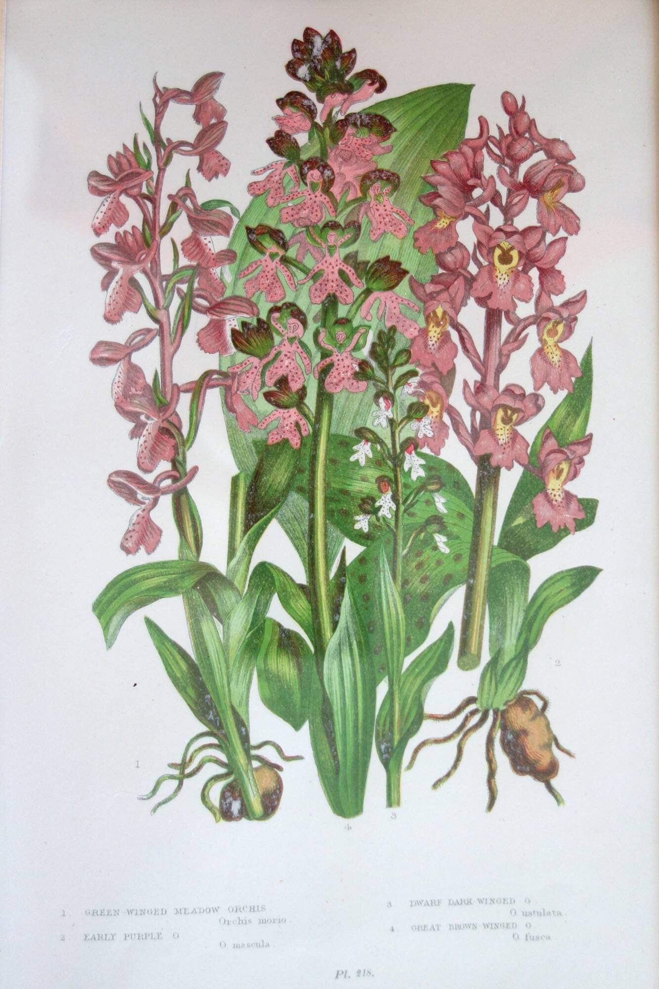 4 framed botanical plates, 19th century