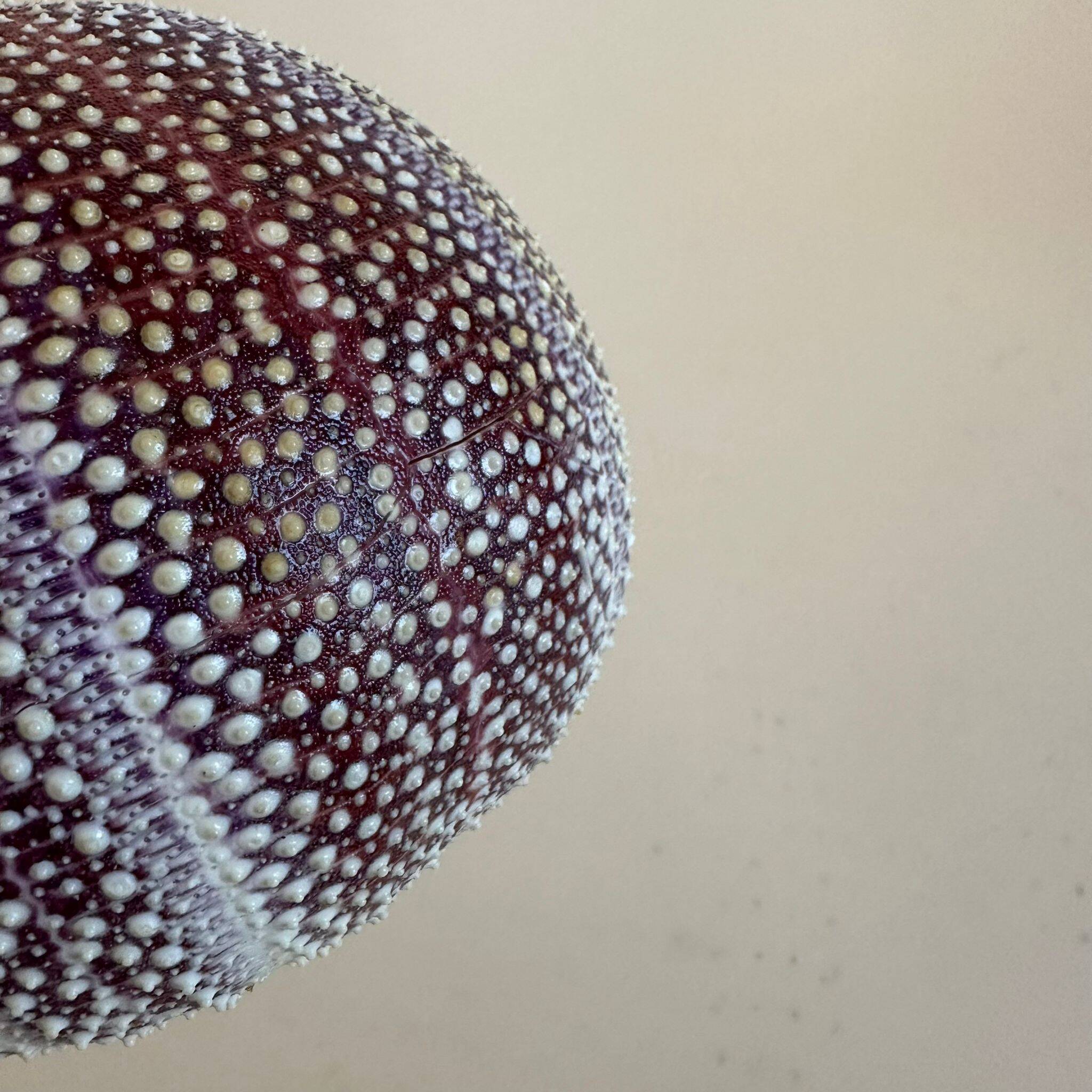 Sea urchin entomology