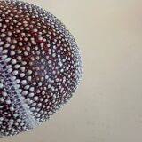 Sea urchin entomology