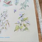 Printed in 1967, calming plants.