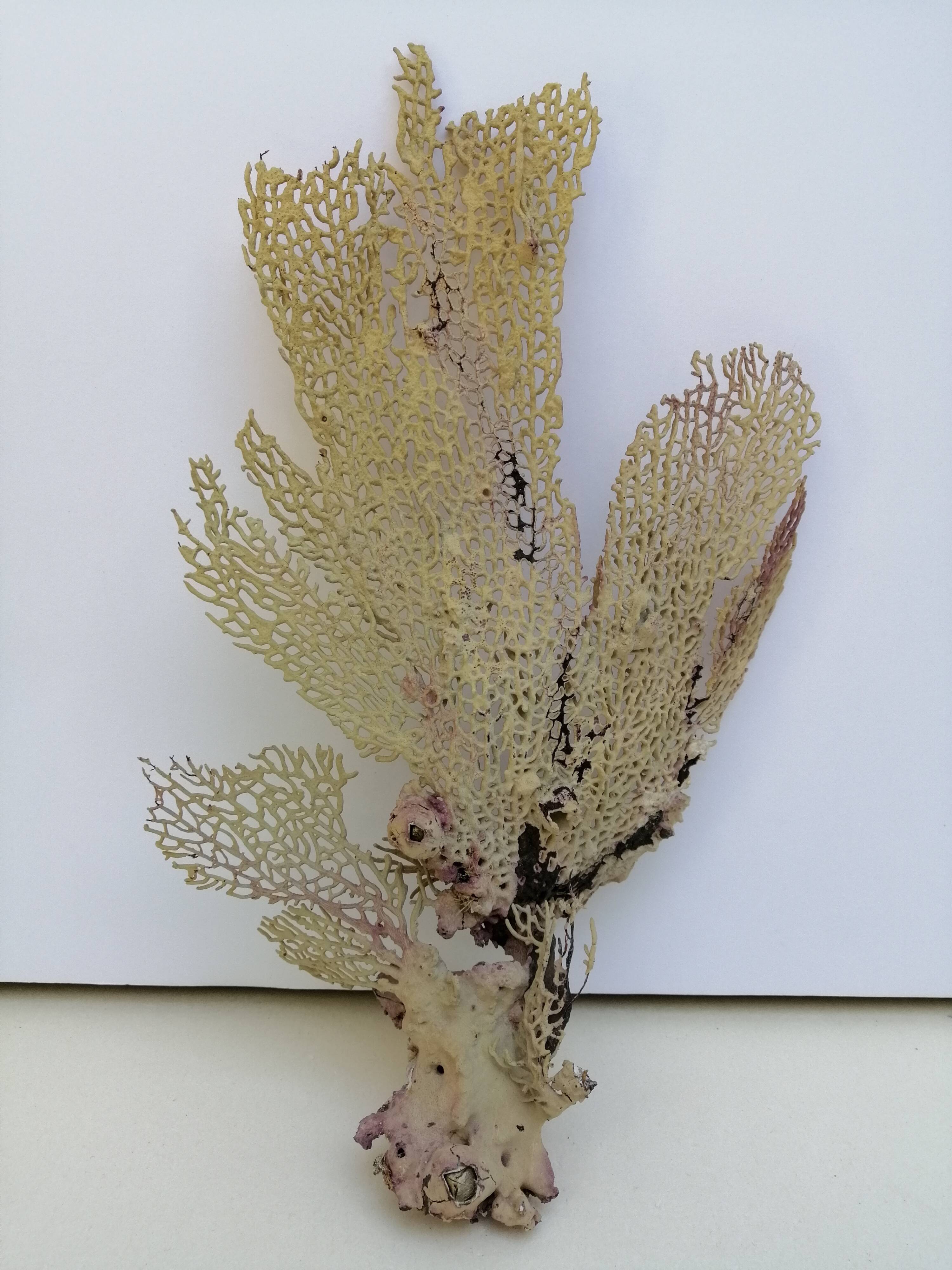 Ancient gorgon coral