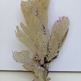 Ancient gorgon coral