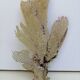 Corail gorgone ancien