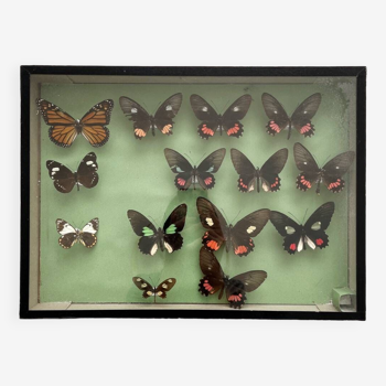 Boîte collection de papillons naturalisés vintage