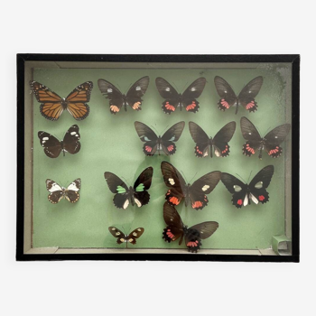 Collection box of vintage naturalized butterflies