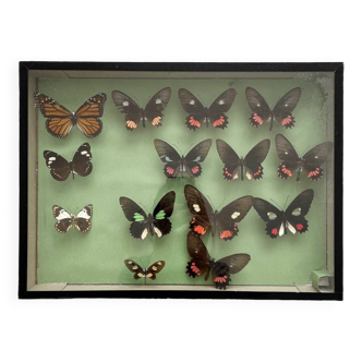 Collection box of vintage naturalized butterflies