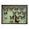 Collection box of vintage naturalized butterflies