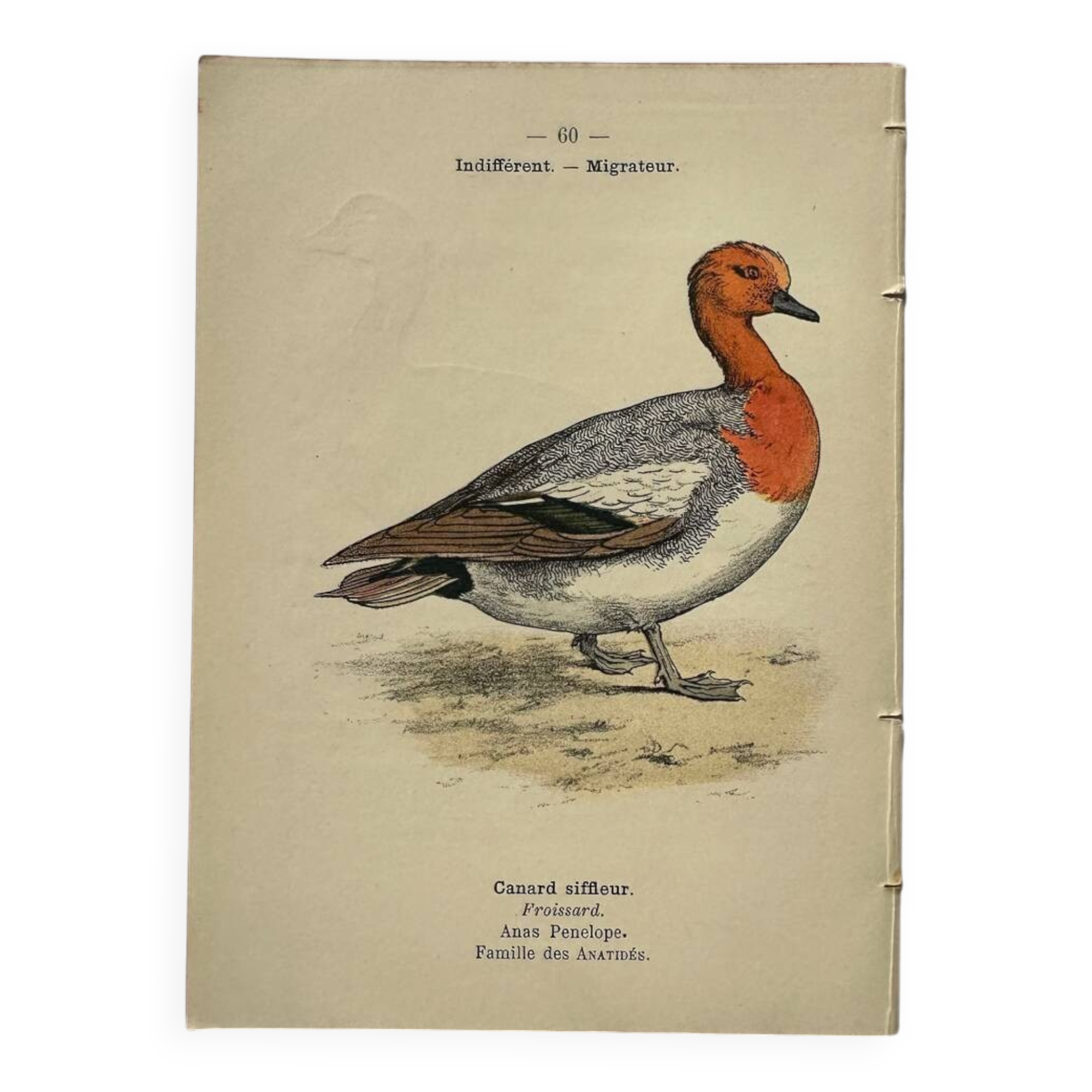 Botanical engraving birds double sided naturalist board Etching