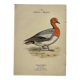Botanical engraving birds double sided naturalist board Etching