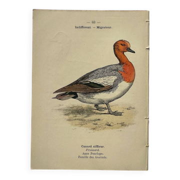 Gravure botanique oiseaux double face planche naturaliste Eau forte