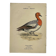 Botanical engraving birds double sided naturalist board Etching