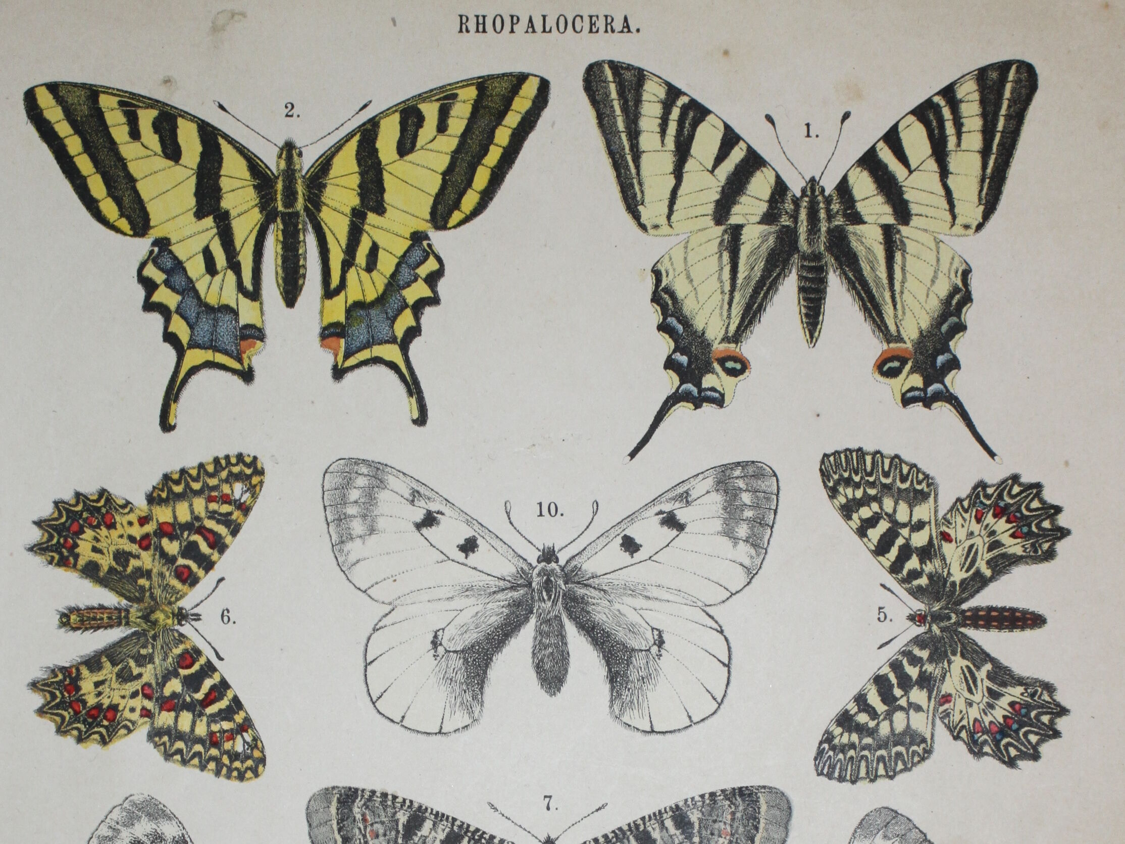 Podalirius butterflies | illustration from 1887, antique print, lepidoptere original plate