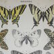 Podalirius butterflies | illustration from 1887, antique print, lepidoptere original plate
